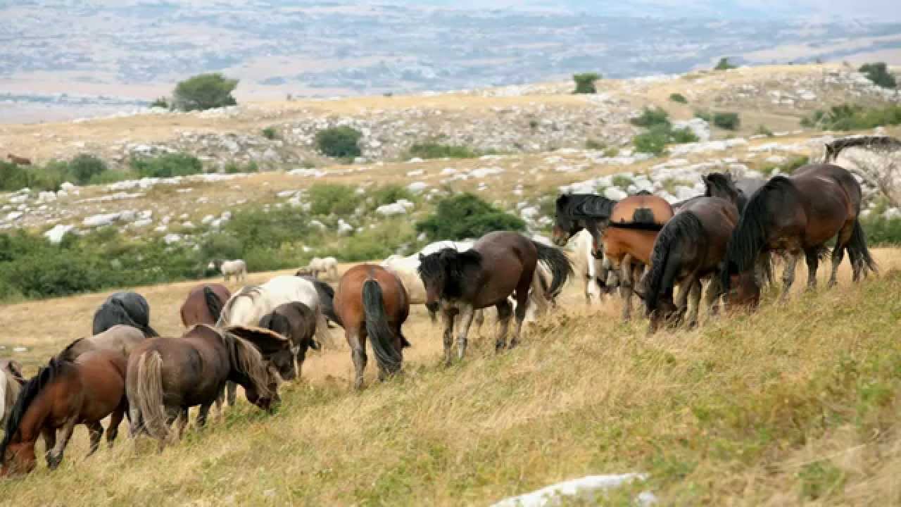Livanjsko polje, divlji konji